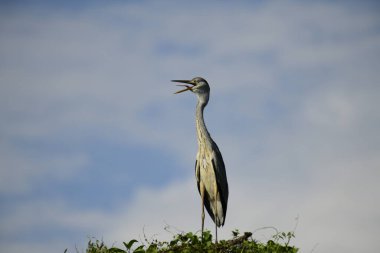 Gri balıkçıl, açık mavi gökyüzüne karşı yemyeşil yaprakların üzerine tünedi. Uzun, sivri gagası açık, sarı bir avını ortaya çıkarıyor, muhtemelen bir balık, bu dalıcı kuşun yırtıcı doğasını gösteriyor..