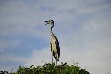 Gri balıkçıl, açık mavi gökyüzüne karşı yemyeşil yaprakların üzerine tünedi. Uzun, sivri gagası açık, sarı bir avını ortaya çıkarıyor, muhtemelen bir balık, bu dalıcı kuşun yırtıcı doğasını gösteriyor..