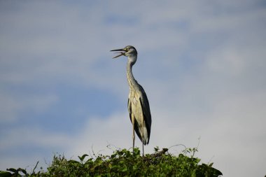 Gri balıkçıl, açık mavi gökyüzüne karşı yemyeşil yaprakların üzerine tünedi. Uzun, sivri gagası açık, sarı bir avını ortaya çıkarıyor, muhtemelen bir balık, bu dalıcı kuşun yırtıcı doğasını gösteriyor..