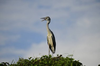 Gri balıkçıl, açık mavi gökyüzüne karşı yemyeşil yaprakların üzerine tünedi. Uzun, sivri gagası açık, sarı bir avını ortaya çıkarıyor, muhtemelen bir balık, bu dalıcı kuşun yırtıcı doğasını gösteriyor..