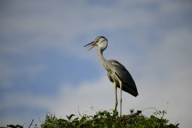 Gri balıkçıl, açık mavi gökyüzüne karşı yemyeşil yaprakların üzerine tünedi. Uzun, sivri gagası açık, sarı bir avını ortaya çıkarıyor, muhtemelen bir balık, bu dalıcı kuşun yırtıcı doğasını gösteriyor..