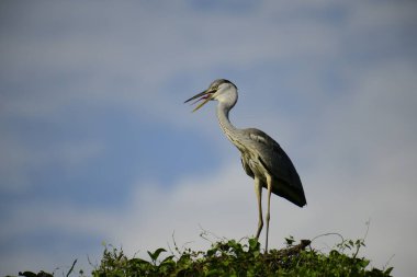 Gri balıkçıl, açık mavi gökyüzüne karşı yemyeşil yaprakların üzerine tünedi. Uzun, sivri gagası açık, sarı bir avını ortaya çıkarıyor, muhtemelen bir balık, bu dalıcı kuşun yırtıcı doğasını gösteriyor..