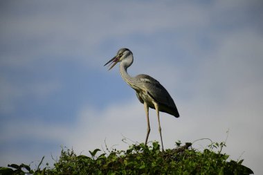 Gri balıkçıl, açık mavi gökyüzüne karşı yemyeşil yaprakların üzerine tünedi. Uzun, sivri gagası açık, sarı bir avını ortaya çıkarıyor, muhtemelen bir balık, bu dalıcı kuşun yırtıcı doğasını gösteriyor..
