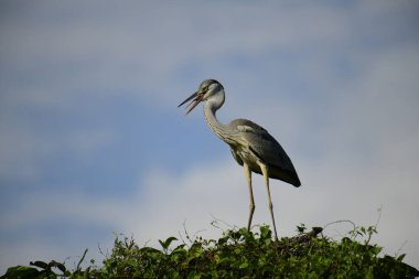 Gri balıkçıl, açık mavi gökyüzüne karşı yemyeşil yaprakların üzerine tünedi. Uzun, sivri gagası açık, sarı bir avını ortaya çıkarıyor, muhtemelen bir balık, bu dalıcı kuşun yırtıcı doğasını gösteriyor..
