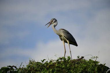 Gri balıkçıl, açık mavi gökyüzüne karşı yemyeşil yaprakların üzerine tünedi. Uzun, sivri gagası açık, sarı bir avını ortaya çıkarıyor, muhtemelen bir balık, bu dalıcı kuşun yırtıcı doğasını gösteriyor..