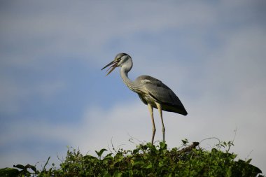 Gri balıkçıl, açık mavi gökyüzüne karşı yemyeşil yaprakların üzerine tünedi. Uzun, sivri gagası açık, sarı bir avını ortaya çıkarıyor, muhtemelen bir balık, bu dalıcı kuşun yırtıcı doğasını gösteriyor..