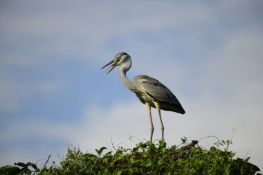 Gri balıkçıl, açık mavi gökyüzüne karşı yemyeşil yaprakların üzerine tünedi. Uzun, sivri gagası açık, sarı bir avını ortaya çıkarıyor, muhtemelen bir balık, bu dalıcı kuşun yırtıcı doğasını gösteriyor..
