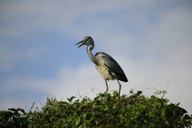 Gri balıkçıl, açık mavi gökyüzüne karşı yemyeşil yaprakların üzerine tünedi. Uzun, sivri gagası açık, sarı bir avını ortaya çıkarıyor, muhtemelen bir balık, bu dalıcı kuşun yırtıcı doğasını gösteriyor..