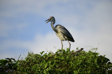Gri balıkçıl, açık mavi gökyüzüne karşı yemyeşil yaprakların üzerine tünedi. Uzun, sivri gagası açık, sarı bir avını ortaya çıkarıyor, muhtemelen bir balık, bu dalıcı kuşun yırtıcı doğasını gösteriyor..