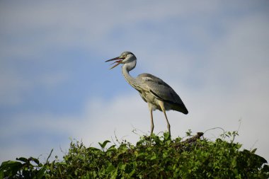 Gri balıkçıl, açık mavi gökyüzüne karşı yemyeşil yaprakların üzerine tünedi. Uzun, sivri gagası açık, sarı bir avını ortaya çıkarıyor, muhtemelen bir balık, bu dalıcı kuşun yırtıcı doğasını gösteriyor..