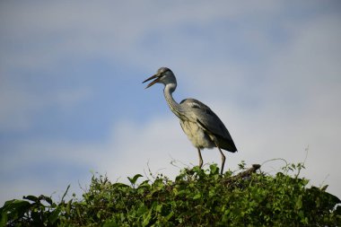 Gri balıkçıl, açık mavi gökyüzüne karşı yemyeşil yaprakların üzerine tünedi. Uzun, sivri gagası açık, sarı bir avını ortaya çıkarıyor, muhtemelen bir balık, bu dalıcı kuşun yırtıcı doğasını gösteriyor..