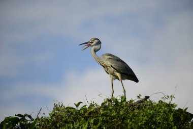 Gri balıkçıl, açık mavi gökyüzüne karşı yemyeşil yaprakların üzerine tünedi. Uzun, sivri gagası açık, sarı bir avını ortaya çıkarıyor, muhtemelen bir balık, bu dalıcı kuşun yırtıcı doğasını gösteriyor..