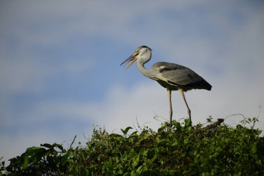 Gri balıkçıl, açık mavi gökyüzüne karşı yemyeşil yaprakların üzerine tünedi. Uzun, sivri gagası açık, sarı bir avını ortaya çıkarıyor, muhtemelen bir balık, bu dalıcı kuşun yırtıcı doğasını gösteriyor..