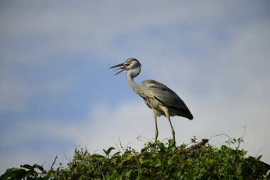 Gri balıkçıl, açık mavi gökyüzüne karşı yemyeşil yaprakların üzerine tünedi. Uzun, sivri gagası açık, sarı bir avını ortaya çıkarıyor, muhtemelen bir balık, bu dalıcı kuşun yırtıcı doğasını gösteriyor..