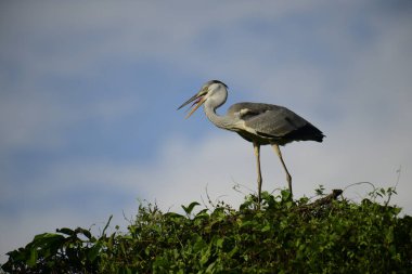 Gri balıkçıl, açık mavi gökyüzüne karşı yemyeşil yaprakların üzerine tünedi. Uzun, sivri gagası açık, sarı bir avını ortaya çıkarıyor, muhtemelen bir balık, bu dalıcı kuşun yırtıcı doğasını gösteriyor..