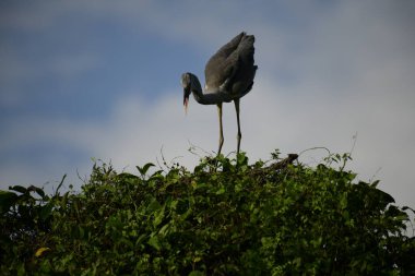 Gri balıkçıl, açık mavi gökyüzüne karşı yemyeşil yaprakların üzerine tünedi. Uzun, sivri gagası açık, sarı bir avını ortaya çıkarıyor, muhtemelen bir balık, bu dalıcı kuşun yırtıcı doğasını gösteriyor..