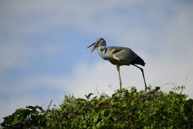 Gri balıkçıl, açık mavi gökyüzüne karşı yemyeşil yaprakların üzerine tünedi. Uzun, sivri gagası açık, sarı bir avını ortaya çıkarıyor, muhtemelen bir balık, bu dalıcı kuşun yırtıcı doğasını gösteriyor..