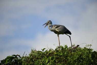 Gri balıkçıl, açık mavi gökyüzüne karşı yemyeşil yaprakların üzerine tünedi. Uzun, sivri gagası açık, sarı bir avını ortaya çıkarıyor, muhtemelen bir balık, bu dalıcı kuşun yırtıcı doğasını gösteriyor..