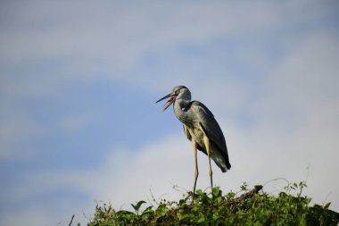 Gri balıkçıl, açık mavi gökyüzüne karşı yemyeşil yaprakların üzerine tünedi. Uzun, sivri gagası açık, sarı bir avını ortaya çıkarıyor, muhtemelen bir balık, bu dalıcı kuşun yırtıcı doğasını gösteriyor..