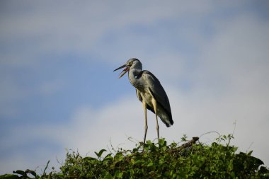 Gri balıkçıl, açık mavi gökyüzüne karşı yemyeşil yaprakların üzerine tünedi. Uzun, sivri gagası açık, sarı bir avını ortaya çıkarıyor, muhtemelen bir balık, bu dalıcı kuşun yırtıcı doğasını gösteriyor..