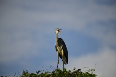 Gri balıkçıl, açık mavi gökyüzüne karşı yemyeşil yaprakların üzerine tünedi. Uzun, sivri gagası açık, sarı bir avını ortaya çıkarıyor, muhtemelen bir balık, bu dalıcı kuşun yırtıcı doğasını gösteriyor..