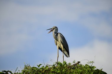 Gri balıkçıl, açık mavi gökyüzüne karşı yemyeşil yaprakların üzerine tünedi. Uzun, sivri gagası açık, sarı bir avını ortaya çıkarıyor, muhtemelen bir balık, bu dalıcı kuşun yırtıcı doğasını gösteriyor..