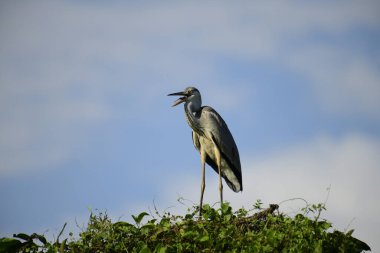 Gri balıkçıl, açık mavi gökyüzüne karşı yemyeşil yaprakların üzerine tünedi. Uzun, sivri gagası açık, sarı bir avını ortaya çıkarıyor, muhtemelen bir balık, bu dalıcı kuşun yırtıcı doğasını gösteriyor..