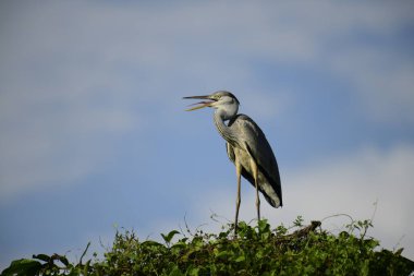 Gri balıkçıl, açık mavi gökyüzüne karşı yemyeşil yaprakların üzerine tünedi. Uzun, sivri gagası açık, sarı bir avını ortaya çıkarıyor, muhtemelen bir balık, bu dalıcı kuşun yırtıcı doğasını gösteriyor..