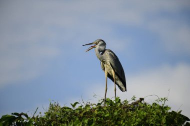 Gri balıkçıl, açık mavi gökyüzüne karşı yemyeşil yaprakların üzerine tünedi. Uzun, sivri gagası açık, sarı bir avını ortaya çıkarıyor, muhtemelen bir balık, bu dalıcı kuşun yırtıcı doğasını gösteriyor..