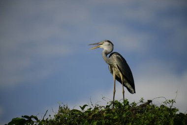 Gri balıkçıl, açık mavi gökyüzüne karşı yemyeşil yaprakların üzerine tünedi. Uzun, sivri gagası açık, sarı bir avını ortaya çıkarıyor, muhtemelen bir balık, bu dalıcı kuşun yırtıcı doğasını gösteriyor..