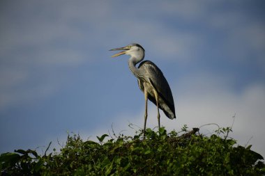 Gri balıkçıl, açık mavi gökyüzüne karşı yemyeşil yaprakların üzerine tünedi. Uzun, sivri gagası açık, sarı bir avını ortaya çıkarıyor, muhtemelen bir balık, bu dalıcı kuşun yırtıcı doğasını gösteriyor..