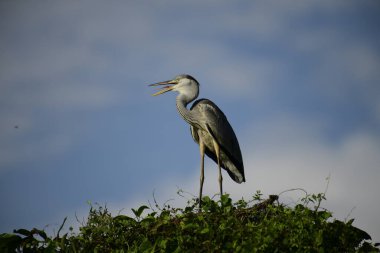 Gri balıkçıl, açık mavi gökyüzüne karşı yemyeşil yaprakların üzerine tünedi. Uzun, sivri gagası açık, sarı bir avını ortaya çıkarıyor, muhtemelen bir balık, bu dalıcı kuşun yırtıcı doğasını gösteriyor..