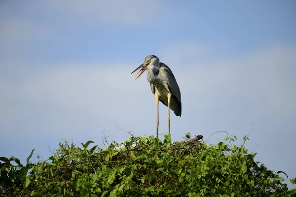 Gri balıkçıl, açık mavi gökyüzüne karşı yemyeşil yaprakların üzerine tünedi. Uzun, sivri gagası açık, sarı bir avını ortaya çıkarıyor, muhtemelen bir balık, bu dalıcı kuşun yırtıcı doğasını gösteriyor..