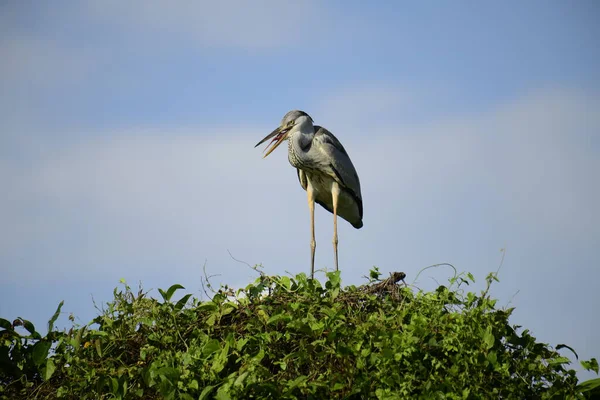 Gri balıkçıl, açık mavi gökyüzüne karşı yemyeşil yaprakların üzerine tünedi. Uzun, sivri gagası açık, sarı bir avını ortaya çıkarıyor, muhtemelen bir balık, bu dalıcı kuşun yırtıcı doğasını gösteriyor..