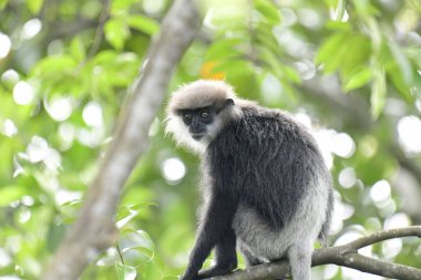 Bu çarpıcı fotoğraf mor yüzlü langur 'u doğal ortamında yakalıyor. Maymunun kendine özgü gri-siyah kürkü ve açık mor yüzü yemyeşil arka plana güzelce vurgulanmış..