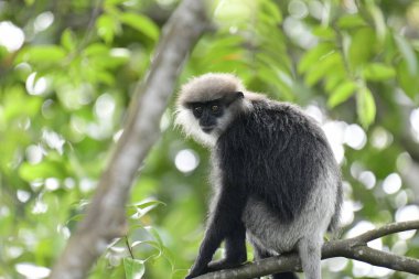 Bu çarpıcı fotoğraf mor yüzlü langur 'u doğal ortamında yakalıyor. Maymunun kendine özgü gri-siyah kürkü ve açık mor yüzü yemyeşil arka plana güzelce vurgulanmış..