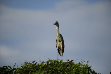 Bu görüntüde bir gri balıkçıl, uzun bacakları, ince boynu, gri tüyleri ve keskin sarı gagasıyla tanınan büyük bir kuş bulunur. Bu yetenekli avcılar sığ sularda sabırla balık avlarlar, genellikle bunun gibi belirgin bir şekilde tüneyerek..