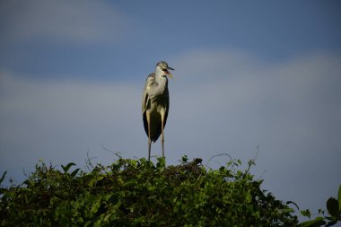 Bu görüntüde bir gri balıkçıl, uzun bacakları, ince boynu, gri tüyleri ve keskin sarı gagasıyla tanınan büyük bir kuş bulunur. Bu yetenekli avcılar sığ sularda sabırla balık avlarlar, genellikle bunun gibi belirgin bir şekilde tüneyerek..