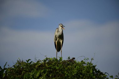 Bu görüntüde bir gri balıkçıl, uzun bacakları, ince boynu, gri tüyleri ve keskin sarı gagasıyla tanınan büyük bir kuş bulunur. Bu yetenekli avcılar sığ sularda sabırla balık avlarlar, genellikle bunun gibi belirgin bir şekilde tüneyerek..