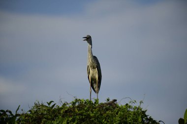 Bu görüntüde bir gri balıkçıl, uzun bacakları, ince boynu, gri tüyleri ve keskin sarı gagasıyla tanınan büyük bir kuş bulunur. Bu yetenekli avcılar sığ sularda sabırla balık avlarlar, genellikle bunun gibi belirgin bir şekilde tüneyerek..