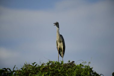 Bu görüntüde bir gri balıkçıl, uzun bacakları, ince boynu, gri tüyleri ve keskin sarı gagasıyla tanınan büyük bir kuş bulunur. Bu yetenekli avcılar sığ sularda sabırla balık avlarlar, genellikle bunun gibi belirgin bir şekilde tüneyerek..