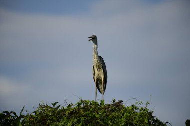 Bu görüntüde bir gri balıkçıl, uzun bacakları, ince boynu, gri tüyleri ve keskin sarı gagasıyla tanınan büyük bir kuş bulunur. Bu yetenekli avcılar sığ sularda sabırla balık avlarlar, genellikle bunun gibi belirgin bir şekilde tüneyerek..