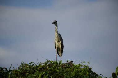 Bu görüntüde bir gri balıkçıl, uzun bacakları, ince boynu, gri tüyleri ve keskin sarı gagasıyla tanınan büyük bir kuş bulunur. Bu yetenekli avcılar sığ sularda sabırla balık avlarlar, genellikle bunun gibi belirgin bir şekilde tüneyerek..