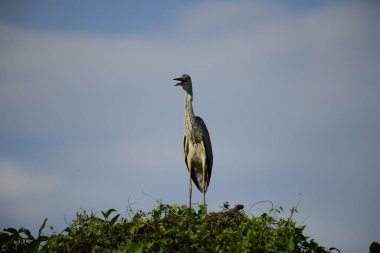 Bu görüntüde bir gri balıkçıl, uzun bacakları, ince boynu, gri tüyleri ve keskin sarı gagasıyla tanınan büyük bir kuş bulunur. Bu yetenekli avcılar sığ sularda sabırla balık avlarlar, genellikle bunun gibi belirgin bir şekilde tüneyerek..
