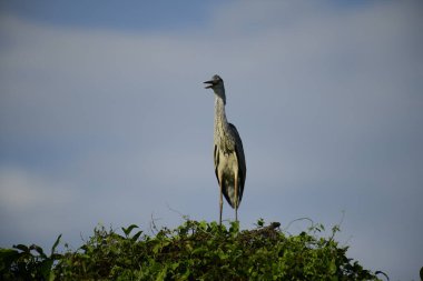 Bu görüntüde bir gri balıkçıl, uzun bacakları, ince boynu, gri tüyleri ve keskin sarı gagasıyla tanınan büyük bir kuş bulunur. Bu yetenekli avcılar sığ sularda sabırla balık avlarlar, genellikle bunun gibi belirgin bir şekilde tüneyerek..