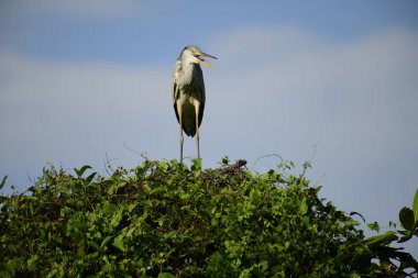 Bu görüntüde bir gri balıkçıl, uzun bacakları, ince boynu, gri tüyleri ve keskin sarı gagasıyla tanınan büyük bir kuş bulunur. Bu yetenekli avcılar sığ sularda sabırla balık avlarlar, genellikle bunun gibi belirgin bir şekilde tüneyerek..