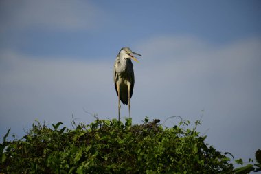 Bu görüntüde bir gri balıkçıl, uzun bacakları, ince boynu, gri tüyleri ve keskin sarı gagasıyla tanınan büyük bir kuş bulunur. Bu yetenekli avcılar sığ sularda sabırla balık avlarlar, genellikle bunun gibi belirgin bir şekilde tüneyerek..