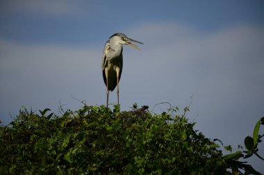Bu görüntüde bir gri balıkçıl, uzun bacakları, ince boynu, gri tüyleri ve keskin sarı gagasıyla tanınan büyük bir kuş bulunur. Bu yetenekli avcılar sığ sularda sabırla balık avlarlar, genellikle bunun gibi belirgin bir şekilde tüneyerek..