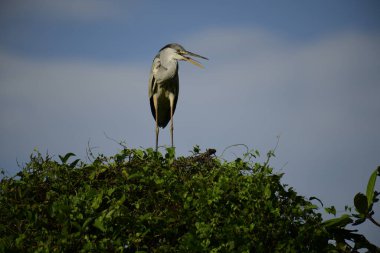 Bu görüntüde bir gri balıkçıl, uzun bacakları, ince boynu, gri tüyleri ve keskin sarı gagasıyla tanınan büyük bir kuş bulunur. Bu yetenekli avcılar sığ sularda sabırla balık avlarlar, genellikle bunun gibi belirgin bir şekilde tüneyerek..