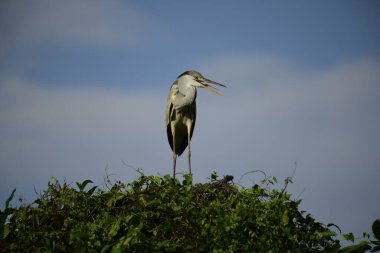 Bu görüntüde bir gri balıkçıl, uzun bacakları, ince boynu, gri tüyleri ve keskin sarı gagasıyla tanınan büyük bir kuş bulunur. Bu yetenekli avcılar sığ sularda sabırla balık avlarlar, genellikle bunun gibi belirgin bir şekilde tüneyerek..